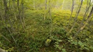 Мощная ГРИБАЛКА в Карелии. Туда точно стоит поехать за грибами.