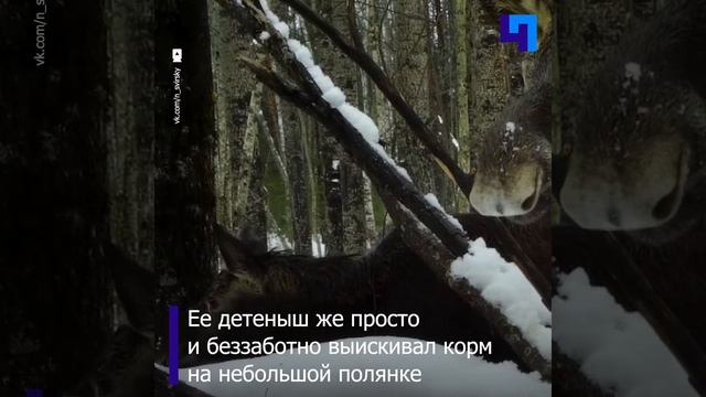 В Нижне-Свирском заповеднике лосенок и его заботливая мама пообедали перед фотоловушкой