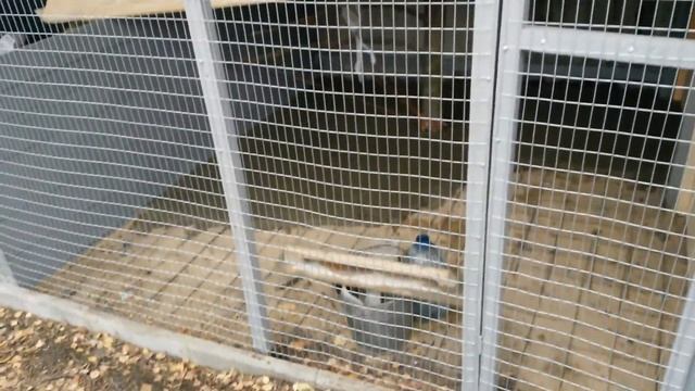 Вольер для фазанов 3 часть смотреть онлайн