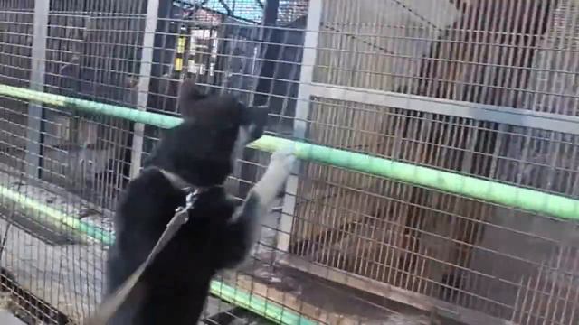 ВСЛ Тимур, знакомство с медведем