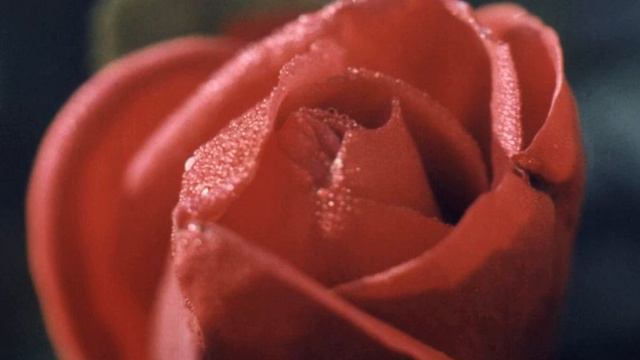 Pascal Obispo   Lucie Remove Vocals