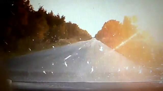 Лось в Спасском районе смотреть онлайн