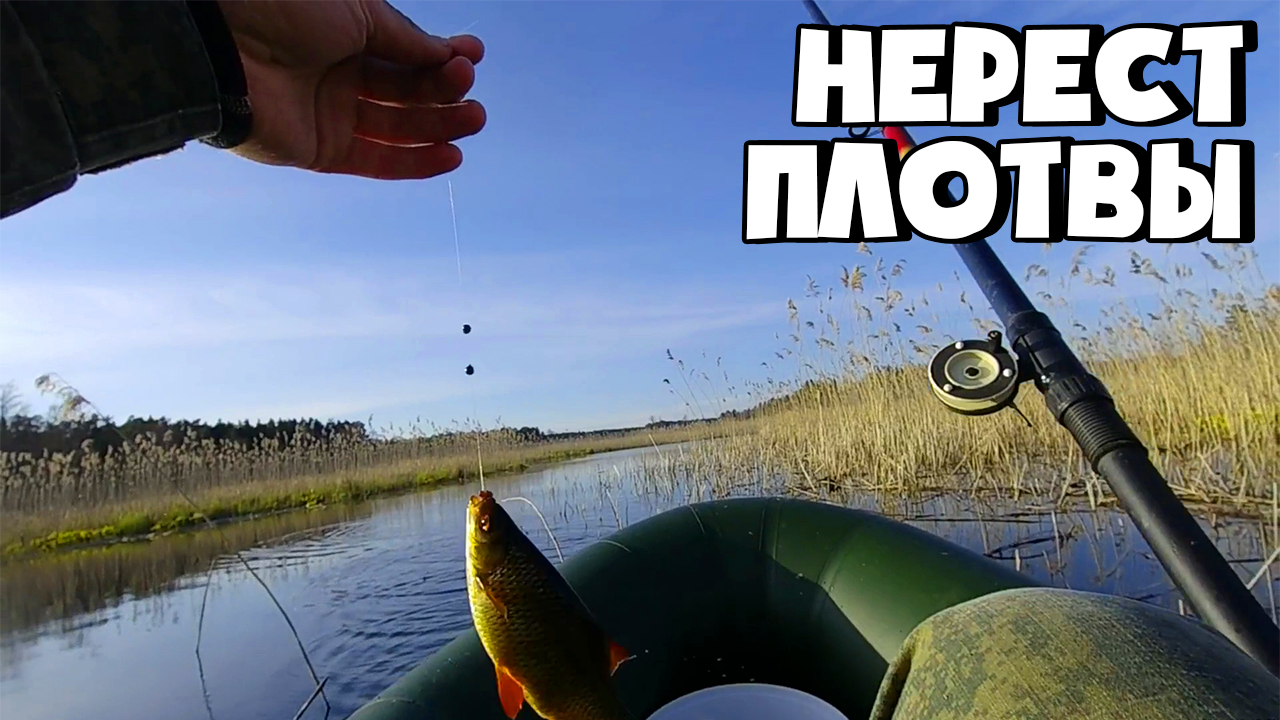 НЕРЕСТ ПЛОТВЫ НА ПОПЛАВОК | ЛОВЛЯ КРАСНОПЕРКИ | КАК ЛОВИТЬ ПЛОТВУ смотреть онлайн