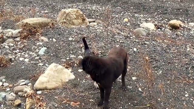 09_01_2017_ЗВЕРЬЁ МОЁ.mp4 смотреть онлайн