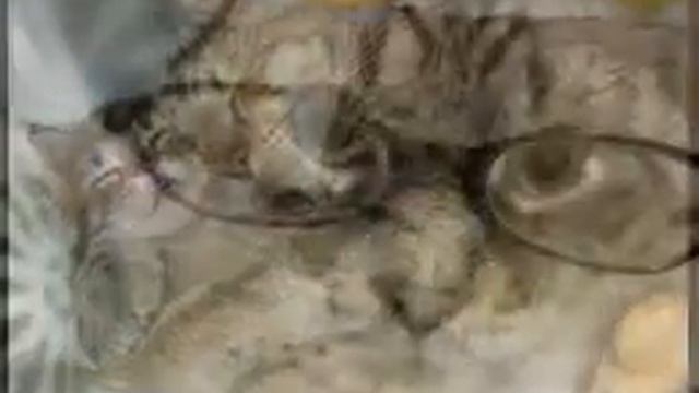 Кошка монстр! cat monster смотреть онлайн