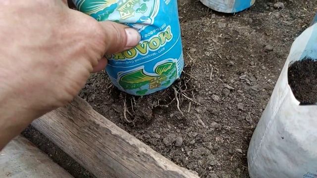 Пинк Маргари F1.15 дней после 2 пикировки. Часть 5 смотреть онлайн