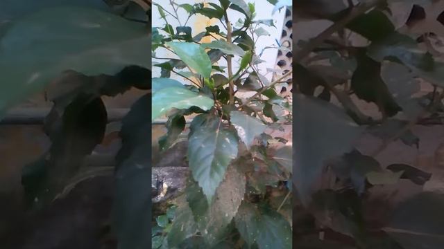 Hibiscus Tree Removal Of Heart Attact