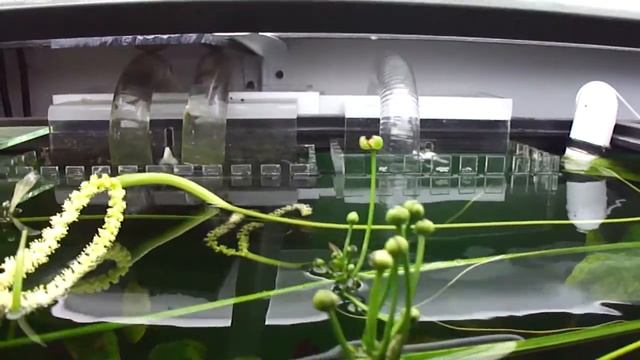 Upgrades on the 120gal Dirt High-Tech Discus Display смотреть онлайн