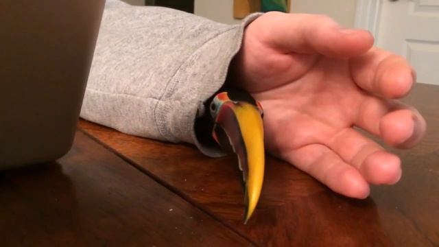 Green Aracari Sleeve Monster смотреть онлайн