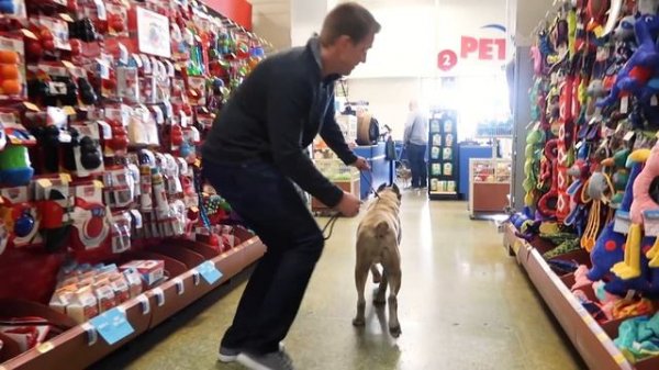 Buying a Special Needs Dog EVERYTHING She Touches!
