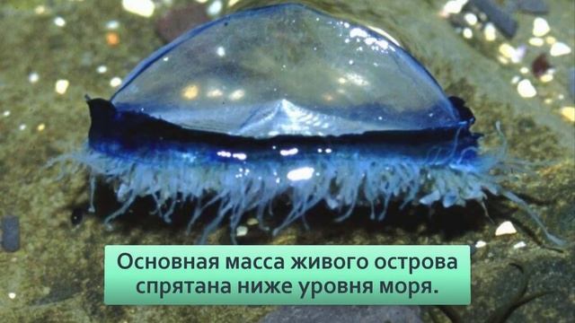 Парусница: Не милый кораблик, а ядовитая химера, сотканная из сотен живых существ смотреть онлайн