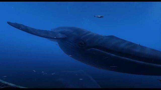 TheBlu: Whale Encounter