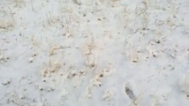 оХОТА НА ЗАЙЦА БЕЗ ВЫСТРЕЛА СЛЕДЫ КОРСАКА ЛИСИЦЫ И СОБАКИ смотреть онлайн