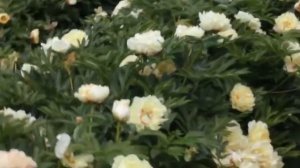 Пион ИТО Канари Бриллиант