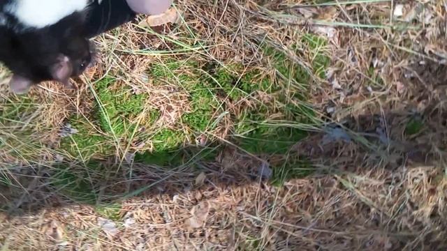Домашняя крыса в дикой природе. Крысы преданные и милые)) смотреть онлайн