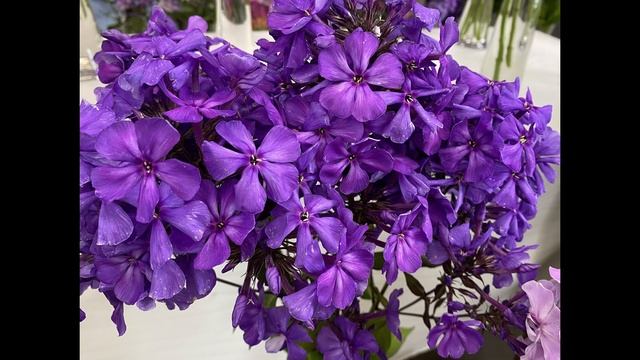 Выставка МИР ФЛОКСОВ 27-30июля 2023. Бот.Сад Петра Великого. С-Петербург смотреть онлайн