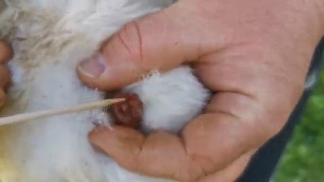 Определение пол гусят ранним сроком. Қаз балапанының мүшесін кішкентайынан ажырату. смотреть онлайн