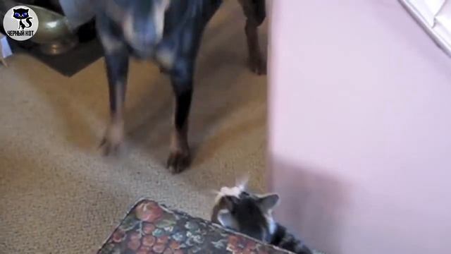 ✔ Ротвейлер: плюсы и минусы породы смотреть онлайн