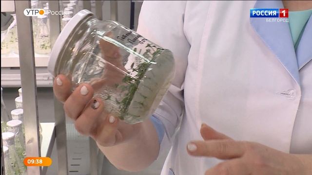 Как белгородскую сирень готовят к полету в космос смотреть онлайн