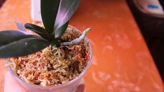 4. Обзор мультифлоры, посаженной в Серамис. Старт эксперимента ))) смотреть онлайн