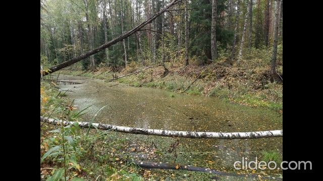 Анастасия Пчелина - Лес 17 - Лесной водоём смотреть онлайн