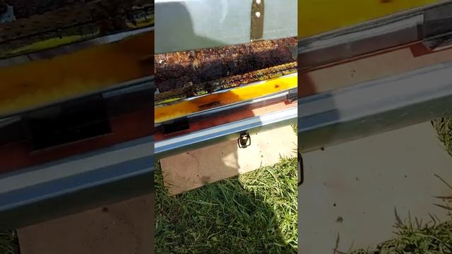 Как топят воск на солнце #shorts смотреть онлайн