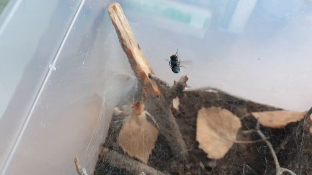 Agelena labyrinthica vs fly / Labyrinthspinne frisst Fliege смотреть онлайн