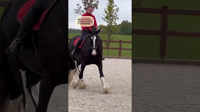 #лошадь три поколения шайров смотреть онлайн