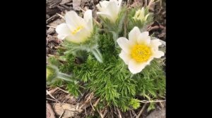 Цветение прострелов (Pulsatílla) в моем весеннем  саду.Сон трава  видео