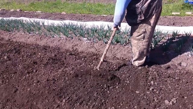 посадка свеклы в высокую грядку смотреть онлайн