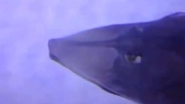 Немного о рыбах смотреть онлайн