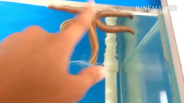 The Fish House Of Dwarka