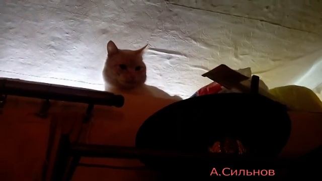 Кот Борька и его хозяева Сильновы. смотреть онлайн