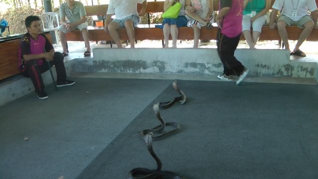 Шоу сиамские кобры. Тайланд. Пхукет смотреть онлайн