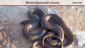 Степи и их животный мир