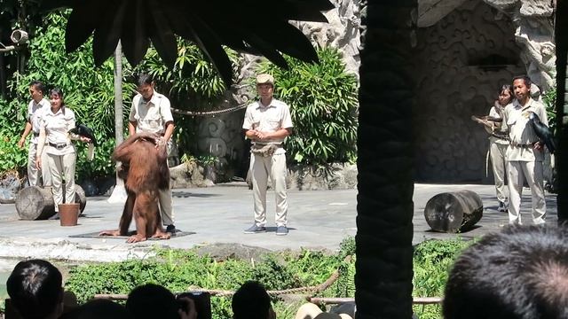 Bali Safari And Marine Park - Vlog [English Sub] смотреть онлайн