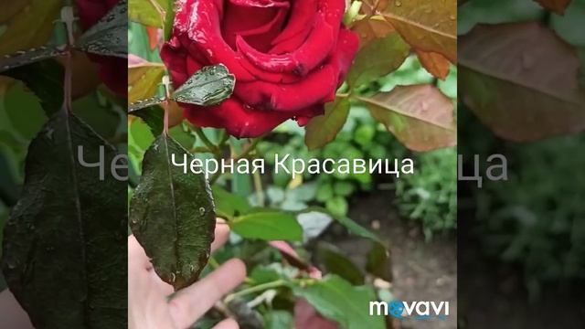 Роза флорибунда Шейлас Парфюм и другие цветы смотреть онлайн