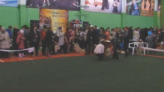 27 января 2013г. г.Иркуск. Ринг чау-чау. Эксперт: Седых Н. смотреть онлайн
