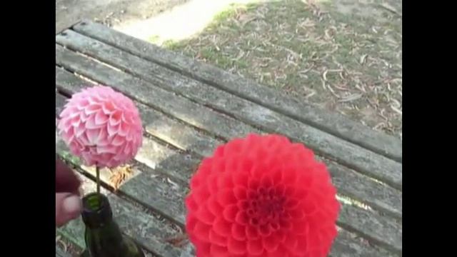 Identify Dahlia Flowers смотреть онлайн