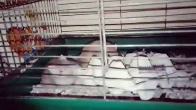 10 минут в жизни песчанки ???? смотреть онлайн