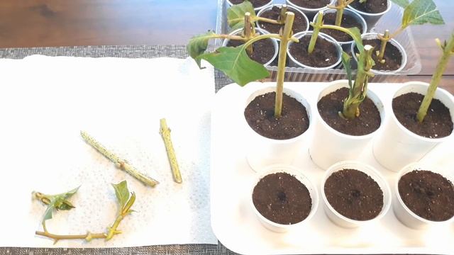 How to propagate hydrangeas from cuttings:: Grow:: смотреть онлайн