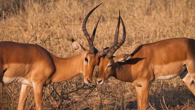 Curiozitati Despre ANTILOPA IMPALA