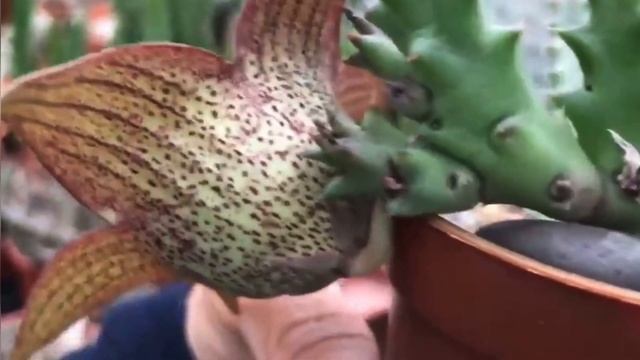 Orbea Variegata x Tavaresia Grandiflora succulent plant | bud to bloom | Red Leopard | Stinky flowe смотреть онлайн