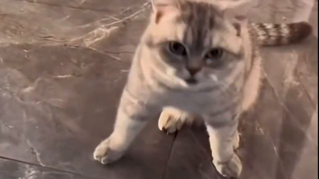 ЗАБАВНЫЕ ЖИВОТНЫЕ смотреть онлайн