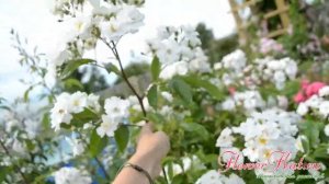 Роза Хеди Гримм / Hedi Grimm