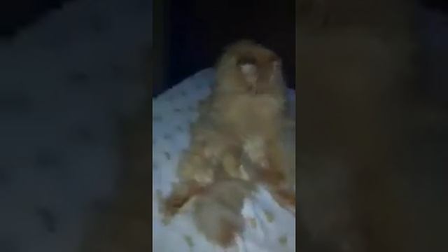 Рыжий кот сидит смотреть онлайн