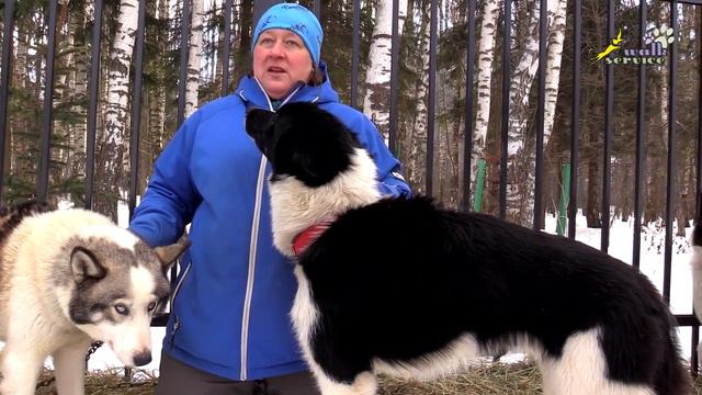 Аляскинский хаски vs Чукотская ездовая смотреть онлайн