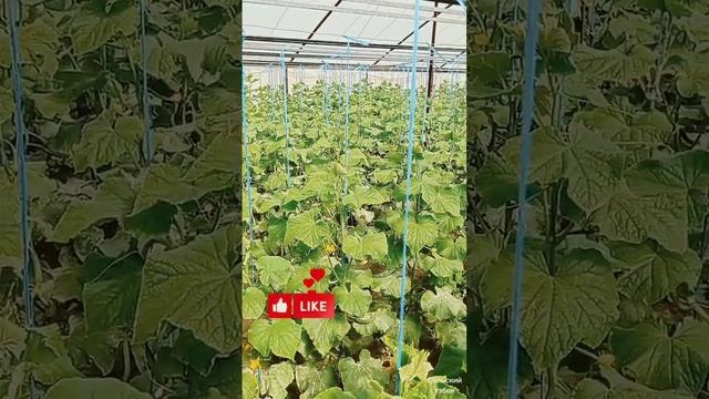 Как низкая температура по влияла на огурцы смотреть онлайн