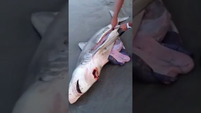 Роды акулы на пляже Малибу август 2016 года смотреть онлайн