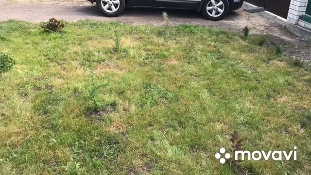 Газон. Стрижка. Полив смотреть онлайн